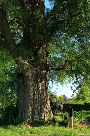 Le Peuplier Noir La Pouplie De Boult Sur Suippe Marne Les Tetards Arboricoles Peuplier Arbres Remarquables Arbre