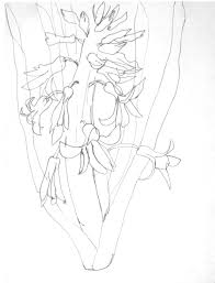 Ellsworth Kelly Plant Drawings Hyacinth 1949 Plant Drawing Ellsworth Kelly Drawings