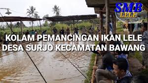 Kolam Pemancingan Ikan Lele Desa Surjo Kecamatan Bawang Youtube