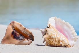 Queen Pink Conch Seashell Slit Back Strobus Gigas (1 Shell Approx. 7+  Inches) Great Shells For Home Decor Gardening & Display!