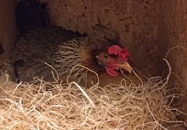 A swollen abdomen is also a symptom of peritonitis. Ascites In Chickens Randy S Chicken Blog