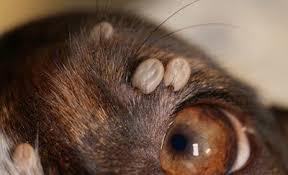 Les tiques aiment se loger sur le chien dans les zones où la peau est plus fine et sur les zones « cachées » : Les Tiques Du Chien Et Du Chat Piroplasmose Lyme Ehrlichiose Bartonellose Esccap France