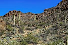 Arizona's deserts are home to the world's densest forests of towering saguaro cacti. Sonoran Desert Cactus Tucson Arizona Photograph By Jon Berghoff
