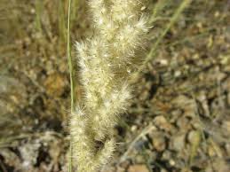 Image result for Enneapogon cenchroides