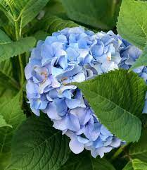 The soil ph can be adjusted up and down by adding things like sulfur and lime, which i won't go into details about. 25 Acid Loving Plants For Your Garden Insteading