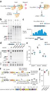 It enables the functioning of crrna and then cleaves the dna in a sequence specific manner. Multiplex Gene Editing By Crispr Cpf1 Using A Single Crrna Array Nature Biotechnology