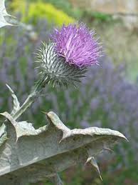 Pin On Language Of Flowers