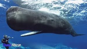 Tidak merokok dan minum alkohol. Paus Sperma Menghasilkan Suara Ultrasonik Vokalisasi Cute766