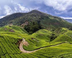 Cameron highlands consists of a series of little townships which include ringlet, tanah rata, and brinchang. Cameron Highlands Wallpapers Wallpaper Cave