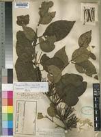 Image result for Phragmanthera capitata