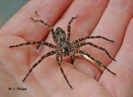 They still breathe air, but they typically hold their breath anywhere between 4 and 7 hours! Big Spiders Are A Little Scary Fishing Spiders And Wolf Spiders Bug Of The Week