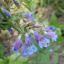 Image result for Penstemon
