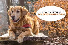 Your vet will perform skin scrapings (known as a trichogram) to identify the type of mite and consequently the severity of your dog's condition. Complete Solution Of Hair Fall Skin Infection In Dog Marshalls Pet Zone