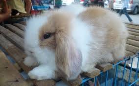 We did not find results for: Mengenal Kelinci Angora Alam Tani
