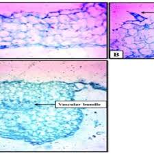 Image result for Coleus betonicifolius