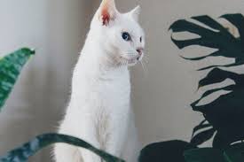 A closer look at common varieties. 21 Plants That Are Safe For Cats And Dogs Architectural Digest