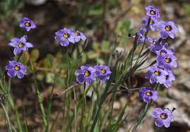Check spelling or type a new query. Ten Easy Native Plants For California Gardens