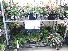 How many stars would you give costco wholesale canada? Costco Garden Centre Deals Costco West Fan Blog