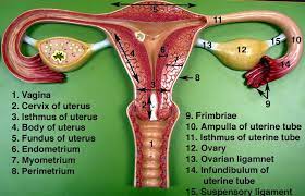 Female Reproductive System Model Labeled Female Reproductive Models Female Reproductive System Anatomy Female Reproductive Anatomy Female Reproductive System
