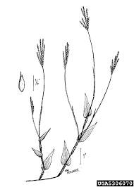 Image result for Arthraxon hispidus