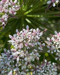 Image result for Daucus melananthus