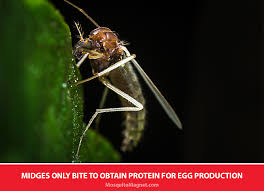 | meaning, pronunciation, translations and examples. 6 Questions About Midges Tips To Get Rid Of Midges