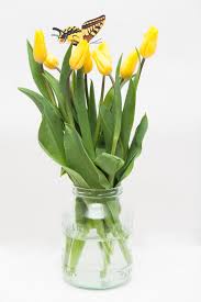 Check spelling or type a new query. Free Photo Yellow Flowers Beautiful Bloom Clean Free Download Jooinn