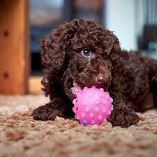 Though akc (the american kennel club) has not recognized the poogle (as a cross between the poodle and the beagle) in its purebred. Ask Our Trainers How Do I Get My Puppy To Stop Nipping Me