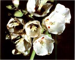 Image result for Dombeya buettneri