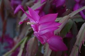 Cut off the broken end. How To Repot A Christmas Cactus Christmas Cactus