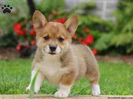 Here are specialists who are really passionate about we're the #1 pet store in nyc serving all residents of ny, nj, and beyond. Welsh Corgi Mix Puppies For Sale Greenfield Puppies