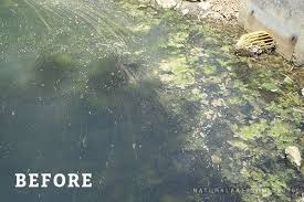 Pond informer is supported by its readers. Md Pellets Degrade Pond Muck Naturally Naturalake Biosciences