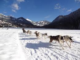 Super grande chienne qui est maintenant à la retraite. Chiens De Traineaux Chapelle Abondance Hiver
