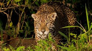 12 to 15 years in the wild. The Jaguar S Habitat Photos Phantom Cat National Geographic Channel International
