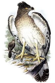 Pin On Raptors Eagles Accipitridae