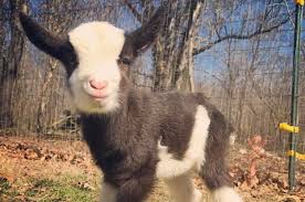 This Baby Goat Instagram Is The Only Pure Thing Left In The World Baby Goats Goats Dog Sweaters