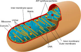 Most species of eukaryotes, including plant, fungi, and animal cells contain mitochondria. Isolation Of Mitochondria From Cells And Tissues Biochain Institute Inc