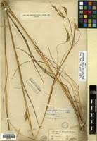 Image result for Andropogon pseudapricus