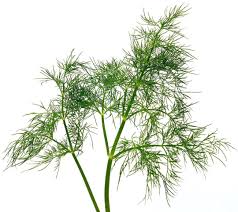 Image result for Anethum graveolens