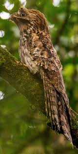 Exotic Birds With Long Tail Feathers Pinterest