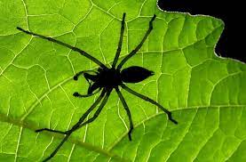 Im herbst suchen sich viele spinnen und insekten einen warmen unterschlupf, um dort zu überwintern. Ammen Dornfinger Spinne Giftige Spinne Breitet Sich In Deutschland Aus Wissen Stuttgarter Nachrichten