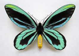 Pin On Patricia Deck Butterflies