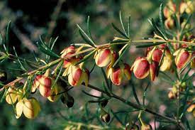 Plant Of The Week Dendrobiums Sp Episode 1 Scientific Name Dendrobium Speciosumcommon Name Rock Orchid Sydney Rock Orchidnative Habitat Growing On Granite Cliff Faces Or Boulders Plant Type Lithophyte Description Consisting Of