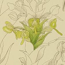 Image result for Habenaria epipactidea