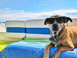 Check spelling or type a new query. 9 Simple Ways To Protect Boat Seats From Dogs Puptraveller