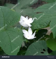 Image result for Nymphaea divaricata