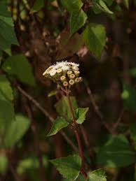 Image result for Panicum adenophorum