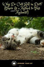 Most domestic cats, if given the opportunity, will roll in the dirt. Why Do Cats Roll In Dirt 5 Reasons To Explain This Madness Upgrade Your Cat