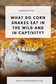 So, what do spiders like to eat? What Do Corn Snakes Eat In The Wild And In Captivity Embora Pets