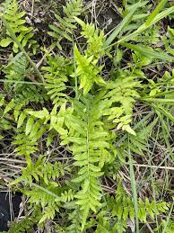 Image result for Ampelopteris